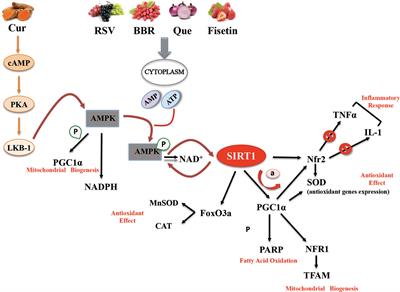 SIRT1 Activation by Natural Phytochemicals: An Overview